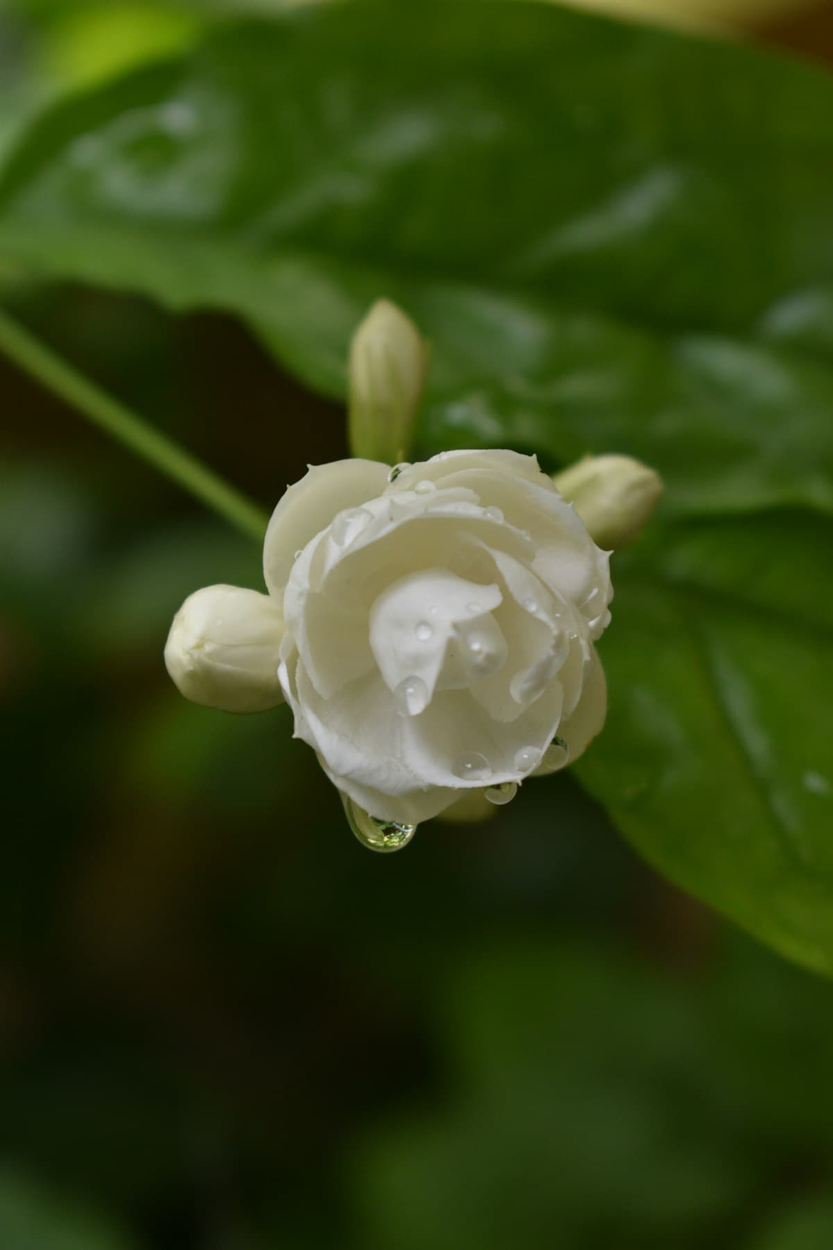 Flor de laranjeira